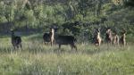 Common Waterbuck