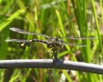 Common Tiger Tail