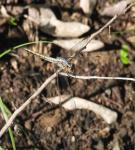 Easter black Tail(Female))