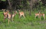 Impala 