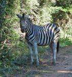 Plains Zebra 