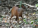 Red Forest Duiker 24 4 16
