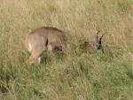 Southern Reedbuck 
