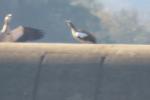 Egyptian Goose Kolgans