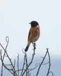 African Stonechat