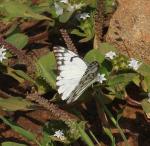 African Veined White