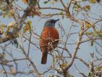 Cape Rock-Thrush