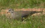 Cape Turtle Dove