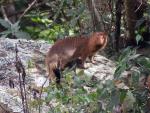 Common Slender Mongoose