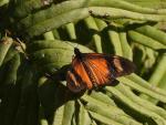 Dusky Acraea