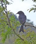 Forktail Drongo