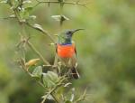 Greater Double-collared Sunbird