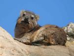 Rock Dassie 