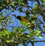 Black Headed Oriole