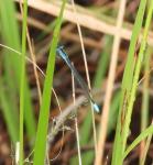 Swamp Bluet