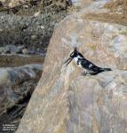 Pied Kingfisher Bontvisvanger