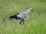 Secretarybird