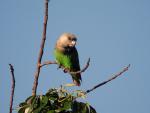 Brown Headed Parrot