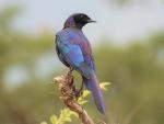 Burchell's Starling