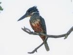 Giant Kingfisher