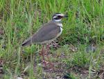 Bronze-winged Courser
