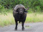 Buffalo