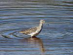 Wood Sandpiper