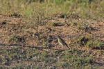African Pipit