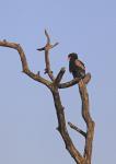 Bateleur