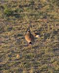 Crowned Lapwing