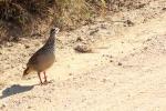 Francolin Crested
