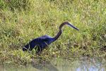 Goliath Heron