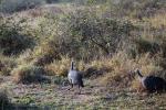 Helmeted Guinea Fowl