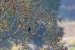Southern Black Flycatcher