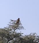 Tawny Eagle