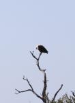 Fish Eagle