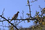 Laughing Dove