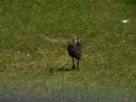 Hadeda Ibis
