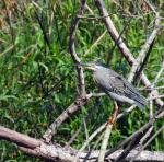 Striated Heron