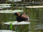 Little Grebe