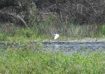 Little Egret