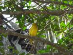 Eastern Golden Weaver