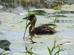White-backed Duck