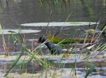 Common Moorhen