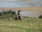 Egyptian Goose