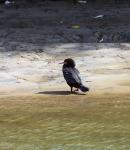 Cape Cormorant