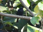 Southern Black-Flycatcher