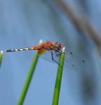 Barbet Percher