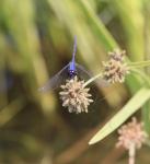 Silhouette Dropwing (M)