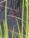 Redveined Dropwing(M)